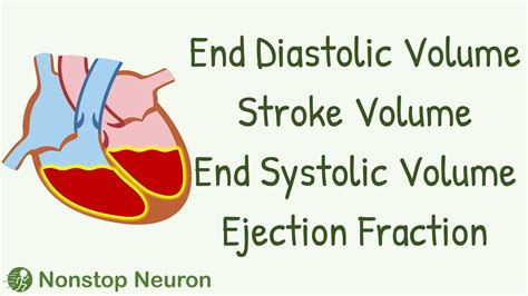 normal lv end diastolic volume|end diastolic volume calculation.